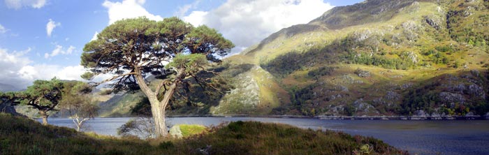 Pine and Loch in North West Scotland