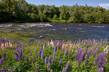The river Spey and wild lupins