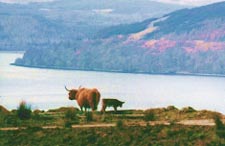 Highland cow and calf